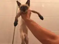 Потерялся котёнок!