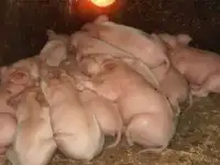продаю поросят