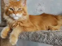 Котята мейн-кун из питомника, фотография 2