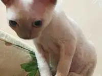 Котята Девон рекс., фотография 4