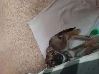 Отдам в добрые руки