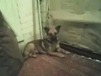 собака, фотография 2