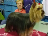 Стрижка собак.Тримминг