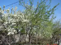 Продаётся сад в СНТ Тракторосад 3, фотография 3