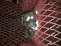 Милые котята ждут своего хозяина