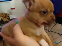 Щенок