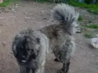 Вязка