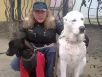 Индивидуальная дрессура собак