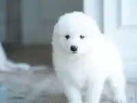 Самоед