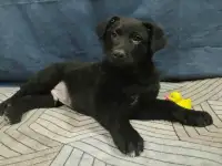 Смешной деловой щенок