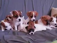 Щенки Джек Рассел терьера