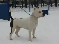 Взрослый кобель.