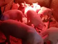 Продам поросят, фотография 3