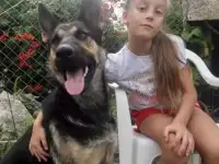 Продам щенки вео