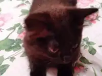 Отдам черную, бомбейскую кошечку, фотография 3