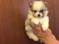 Высокопородные щенки померанского шпица, фотография 3