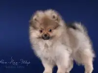 Мальчик-померанчик.