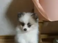 продаю щенка Малого Немецкого Шпица