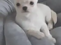 Беленький мальчик ик чихуахуа