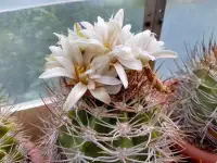 Кактусы, G. bicolor v. simplex
