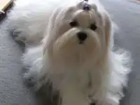 Красивые и породистые мальтезе, фотография 3