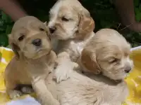 Щенки кокер спаниель 