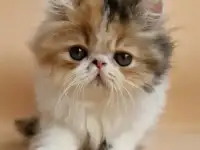 Экзотические котята