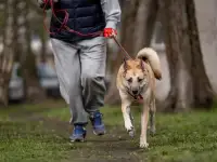 Санкт-Петербург! Ищем надёжного хозяина!, фотография 6