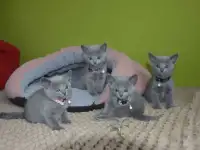 Котята, породы русская голубая от заводчика