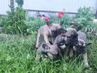 французские красотки, фотография 3