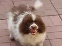 мальчик шпица