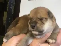Сиба ину щеночки