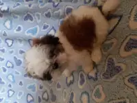 Щеночки ши тцу