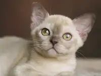 Европейская Бурма котята шоколадная Девочка, фотография 4