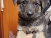 Продаются щенки Немецкой овчарки.