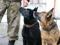 Дрессировка собак