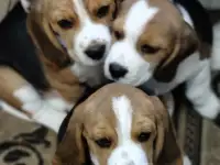 Щенки  бигль, продажа, фотография 4