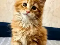 Мальчик мейн кун, фотография 2