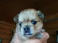 Щенки чихуахуа