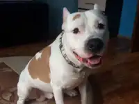 Щенки