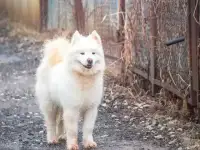 Щенки самоедской собаки, фотография 9