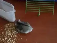 Хомячки
