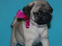 Девочки мопсики, фотография 3