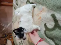 Девочки чихуахуа, фотография 11