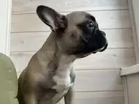 Французские бульдожки