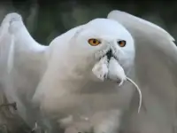 Корм для сов в Самаре