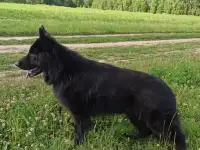 Немецкая овчарка