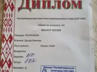 Щенки папильона, фотография 6