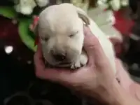 щенки лабрадор ретривер