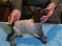 Высокопородные щенки дратхаара, фотография 6